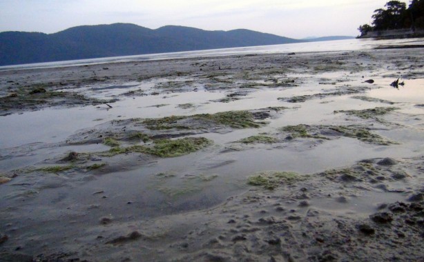 Foto - Muğla'da ürküten görüntüyle ilgili uzmanlardan flaş açıklama