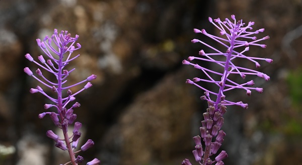 Muğla'daki yeni keşif