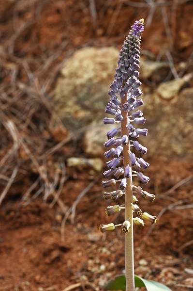 Foto - Muğla'daki yeni keşif