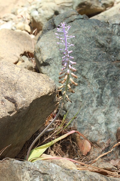 Foto - Muğla'daki yeni keşif