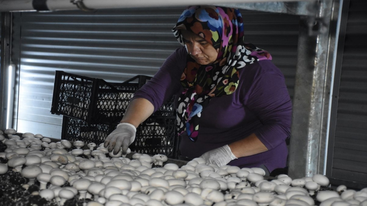 Foto - Mühendisliği bırakıp, devlet desteğiyle bu tesisi kurdu! Ayda 15 ton ürün satıyor, resmen para basıyor