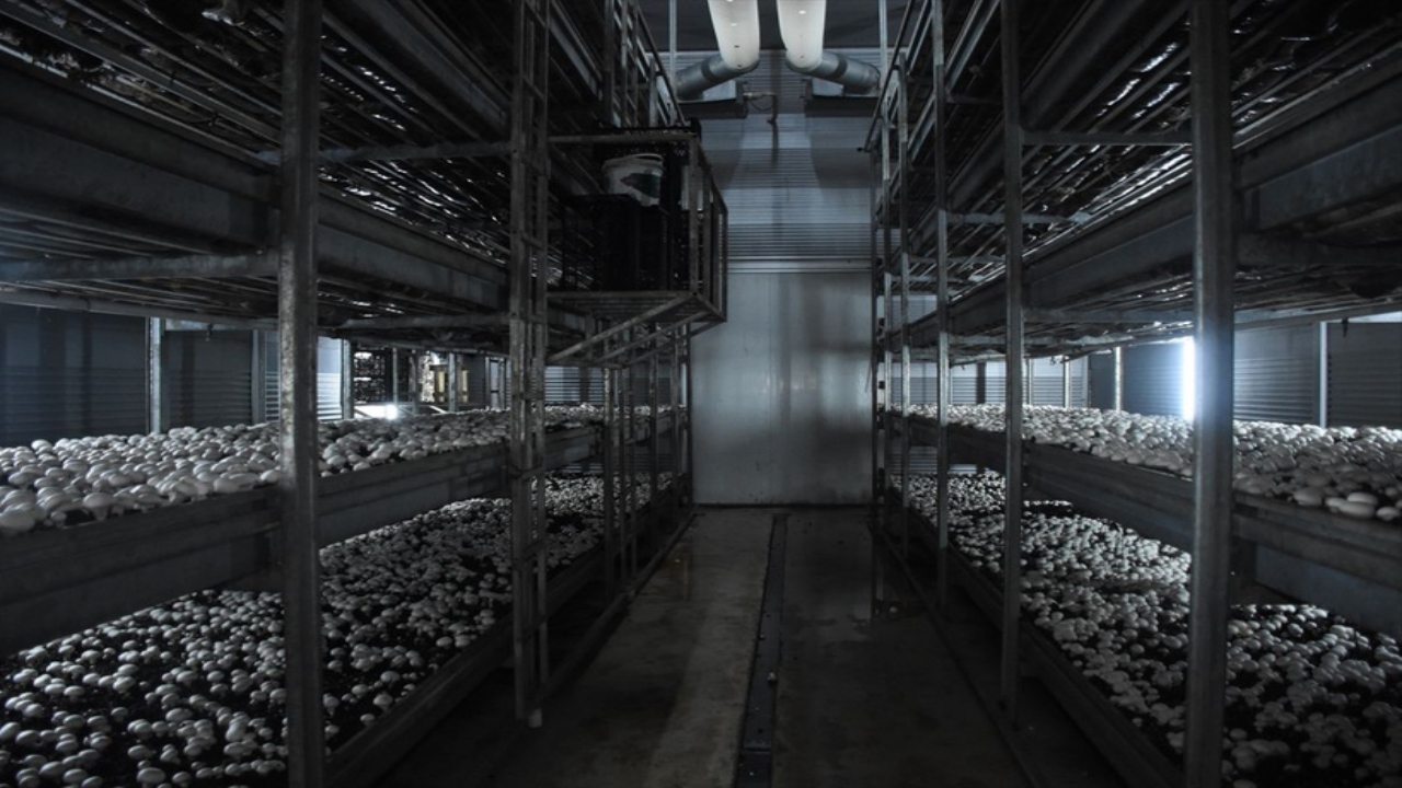 Foto - Mühendisliği bırakıp, devlet desteğiyle bu tesisi kurdu! Ayda 15 ton ürün satıyor, resmen para basıyor