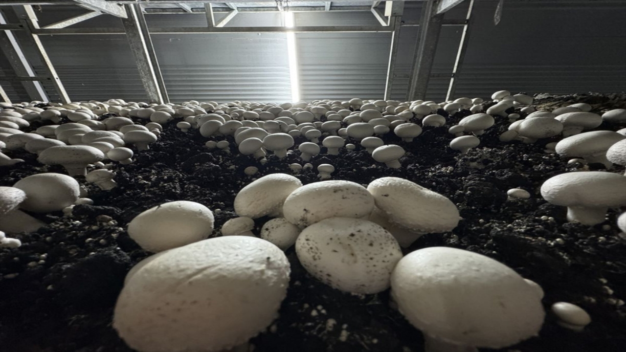 Foto - Mühendisliği bırakıp, devlet desteğiyle bu tesisi kurdu! Ayda 15 ton ürün satıyor, resmen para basıyor