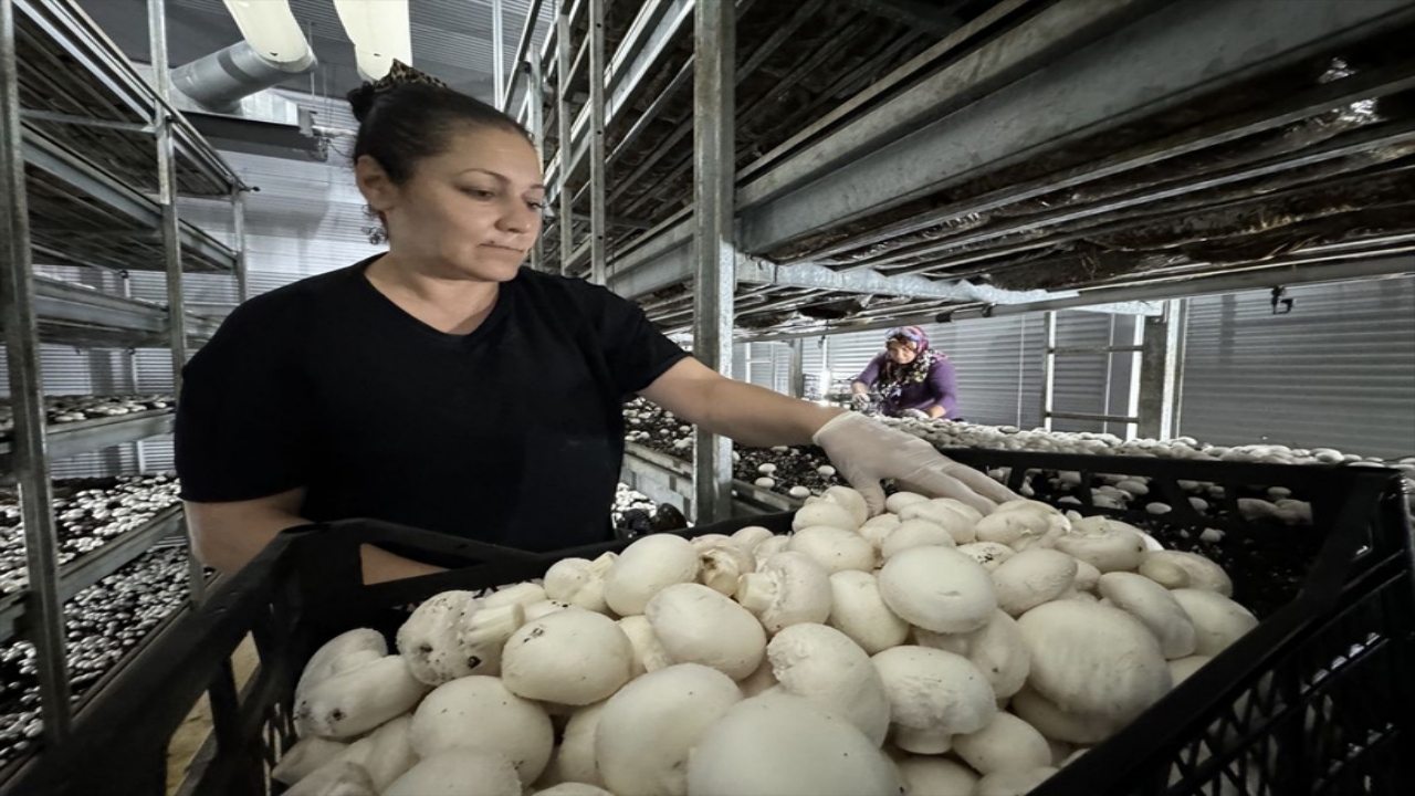 Foto - Mühendisliği bırakıp, devlet desteğiyle bu tesisi kurdu! Ayda 15 ton ürün satıyor, resmen para basıyor