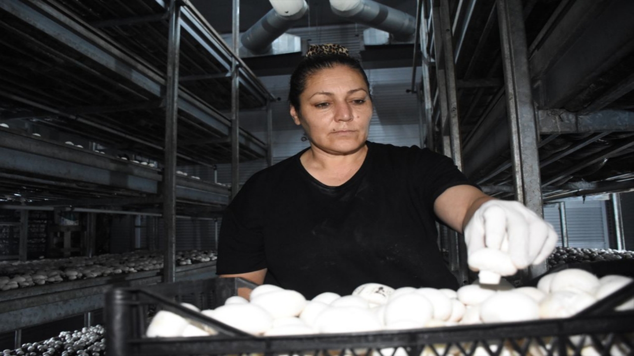 Foto - Mühendisliği bırakıp, devlet desteğiyle bu tesisi kurdu! Ayda 15 ton ürün satıyor, resmen para basıyor