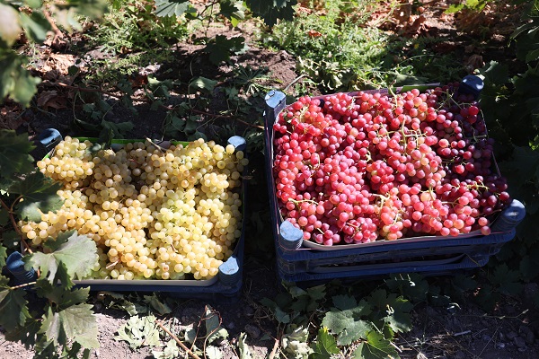 Foto - Mühendisliği bıraktı köye yerleşti! Şimdilerde 5 mühendis maaşı kazanıyor