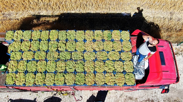 Foto - Mühendisliği bıraktı köye yerleşti! Şimdilerde 5 mühendis maaşı kazanıyor