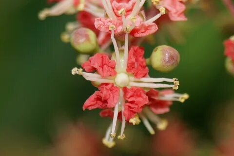 Foto - Muhteşem bitki sivilceleri balon gibi söndürüyor tüm ağrıları jilet gibi kesiyor