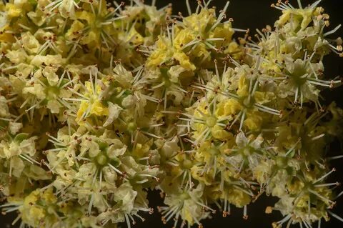 Foto - Muhteşem bitki sivilceleri balon gibi söndürüyor tüm ağrıları jilet gibi kesiyor
