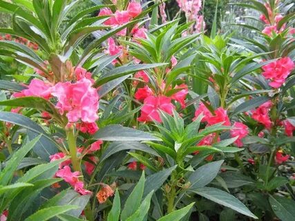 Foto - Muhteşem bitki sivilceleri balon gibi söndürüyor tüm ağrıları jilet gibi kesiyor