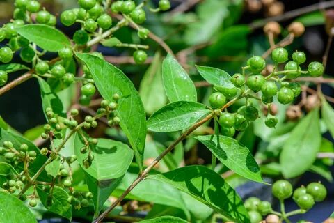 Foto - Muhteşem bitki sivilceleri balon gibi söndürüyor tüm ağrıları jilet gibi kesiyor