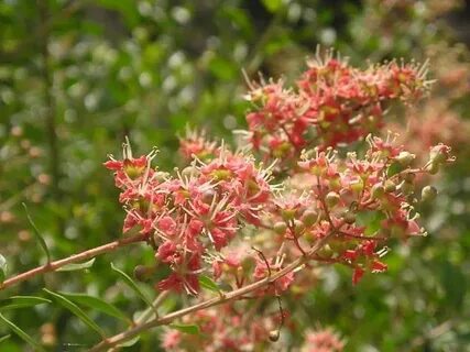 Foto - Muhteşem bitki sivilceleri balon gibi söndürüyor tüm ağrıları jilet gibi kesiyor