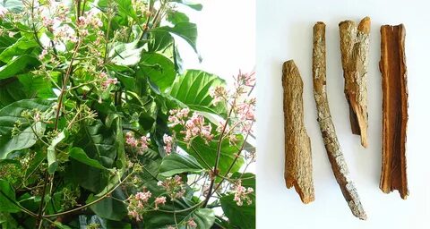 Muhteşem bitki sivilceleri balon gibi söndürüyor tüm ağrıları jilet gibi kesiyor