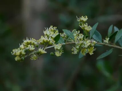 Foto - Muhteşem bitki sivilceleri balon gibi söndürüyor tüm ağrıları jilet gibi kesiyor
