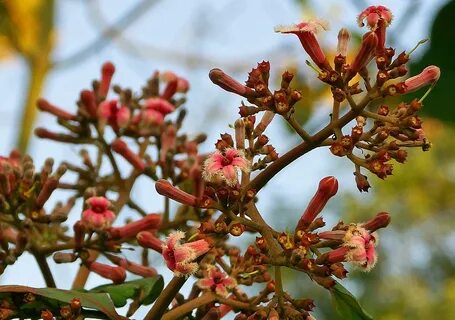Foto - Muhteşem bitki sivilceleri balon gibi söndürüyor tüm ağrıları jilet gibi kesiyor