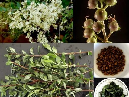 Foto - Muhteşem bitki sivilceleri balon gibi söndürüyor tüm ağrıları jilet gibi kesiyor