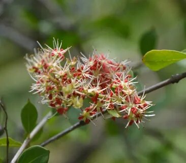 Foto - Muhteşem bitki sivilceleri balon gibi söndürüyor tüm ağrıları jilet gibi kesiyor