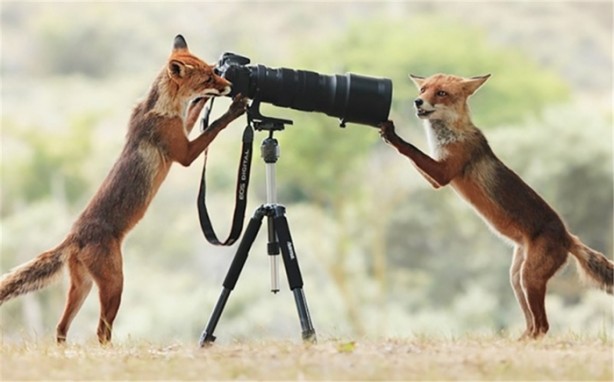 Foto - Muhteşem zamanlamayla çekilmiş fotoğraflar
