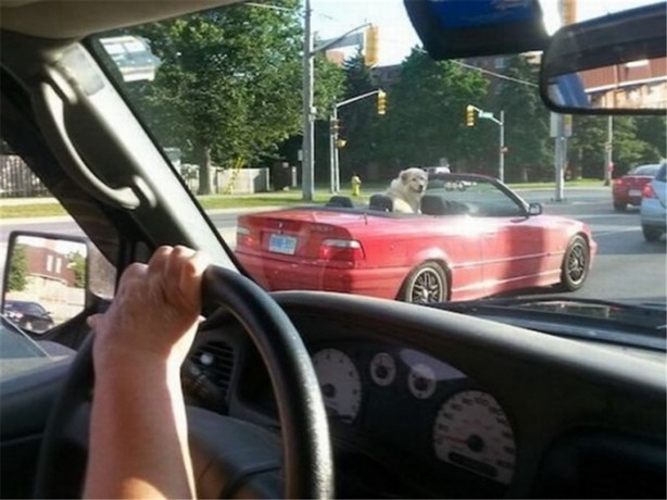 Foto - Muhteşem zamanlamayla çekilmiş fotoğraflar