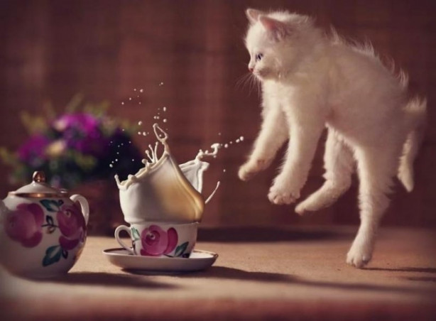 Foto - Mükemmel zamanlama ile çekilmiş harika fotoğraflar