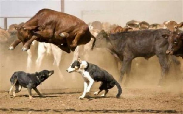 Foto - Mükemmel zamanlama ile çekilmiş harika fotoğraflar
