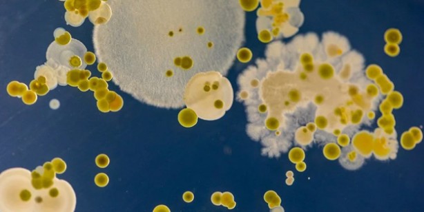 Foto - Mumya geri döndü! Hareket eden cesedi gören uzmanlardan 'sakın yaklaşmayın' uyarısı: Tehlike saçıyor!