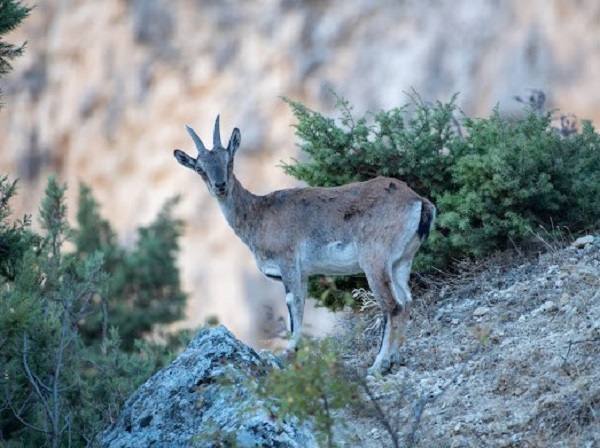 Foto - Munzur Dağı'nın güzellik sırrı