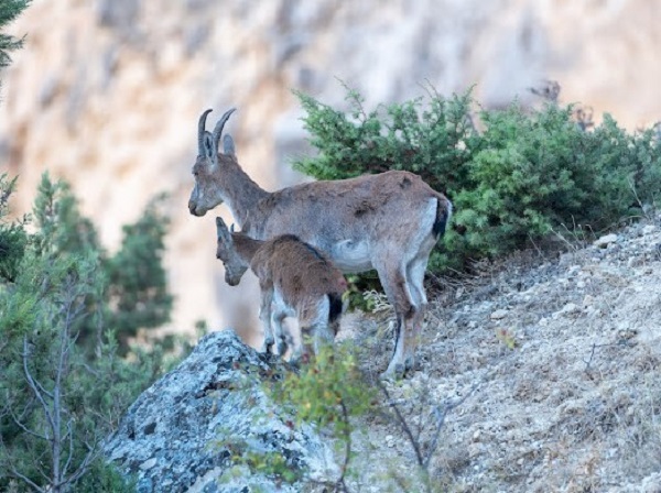 Foto - Munzur Dağı'nın güzellik sırrı