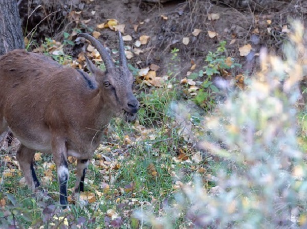 Foto - Munzur Dağı'nın güzellik sırrı
