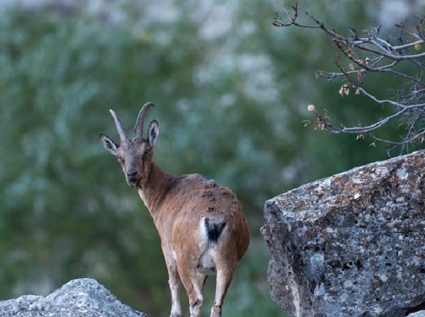 Foto - Munzur Dağı'nın güzellik sırrı