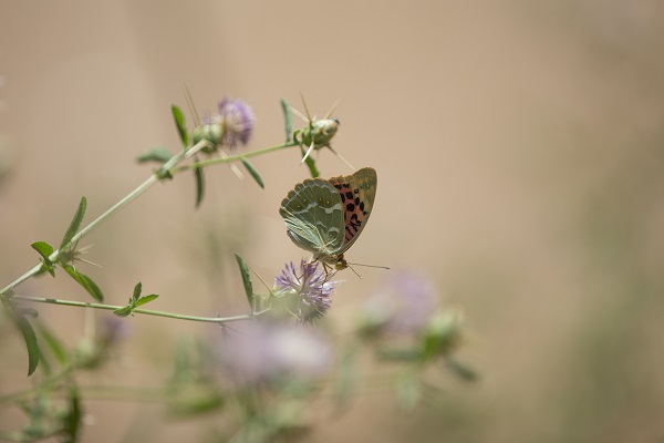 Munzur Vadisi'nde doğal yaşam