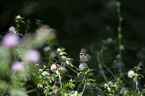 Foto - Munzur Vadisi'nde doğal yaşam