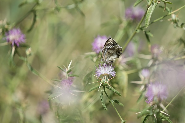 Foto - Munzur Vadisi'nde doğal yaşam
