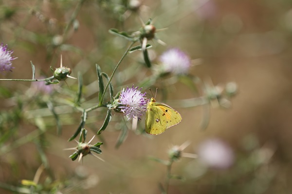 Foto - Munzur Vadisi'nde doğal yaşam