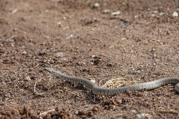 Foto - Munzur Vadisi'nde doğal yaşam