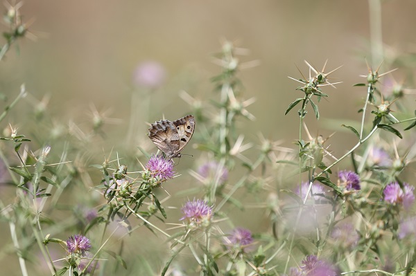 Foto - Munzur Vadisi'nde doğal yaşam
