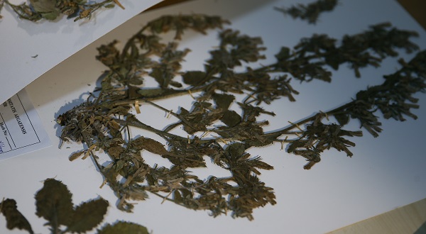 Foto - Munzur Vadisi'nde yeni tür keşfedildi