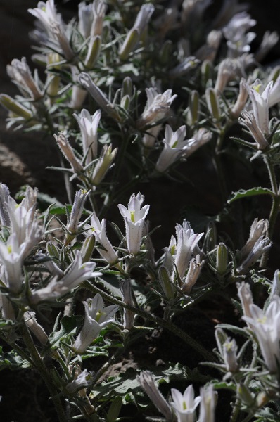 Foto - Munzur Vadisi'nde yeni tür keşfedildi