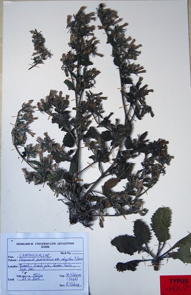 Foto - Munzur Vadisi'nde yeni tür keşfedildi