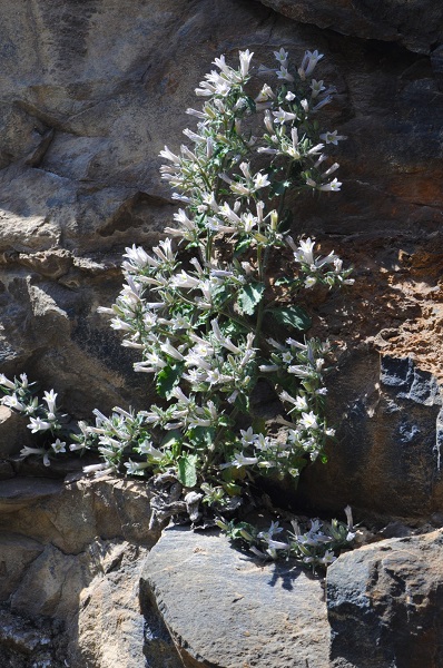 Foto - Munzur Vadisi'nde yeni tür keşfedildi