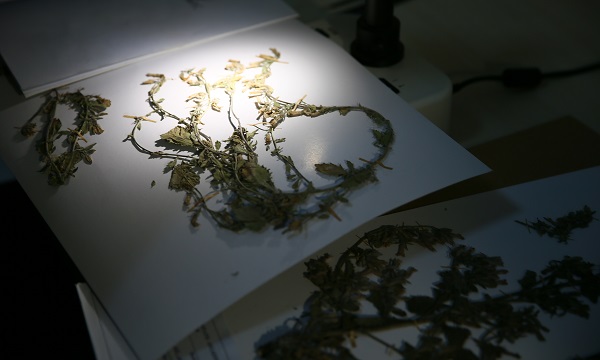 Foto - Munzur Vadisi'nde yeni tür keşfedildi