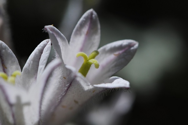 Munzur Vadisi'nde yeni tür keşfedildi