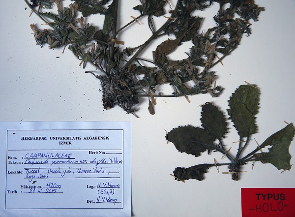 Foto - Munzur Vadisi'nde yeni tür keşfedildi