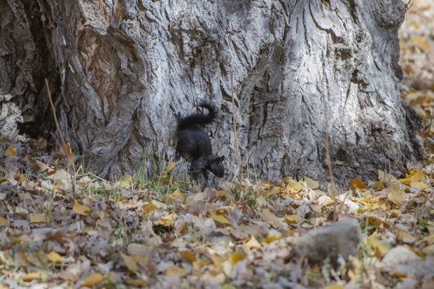 Foto - Munzur Vadisi'nin sevimli sincapları kış hazırlığında
