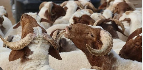 Foto - Murat Ülker Kurban Bayramı'ndaki hadiselere tepki gösterdi: Rahatsız edici bir durum