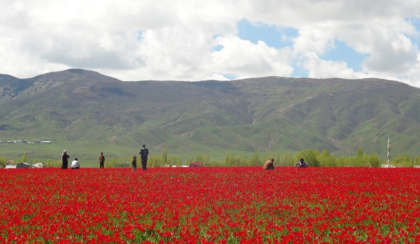 Foto - Muş Ovası kırmızıya büründü