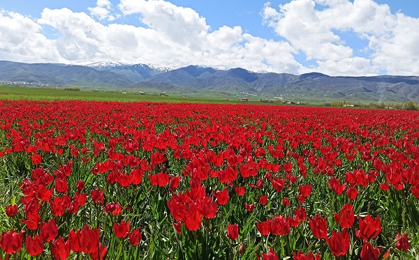 Foto - Muş Ovası kırmızıya büründü