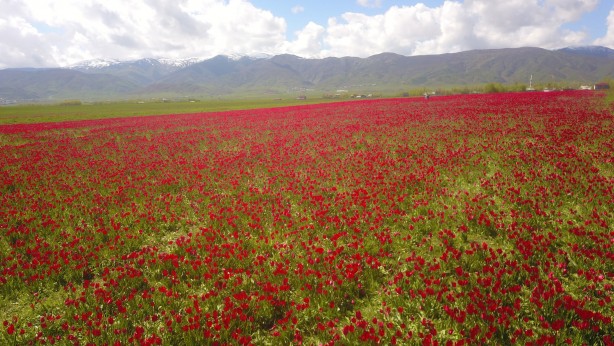 Foto - Muş Ovası kırmızıya büründü