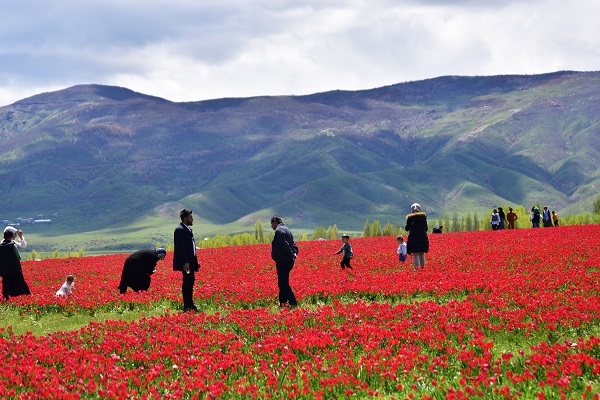 Foto - Muş Ovası kırmızıya büründü