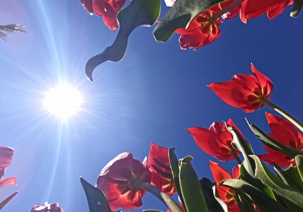 Foto - Muş Ovası kırmızıya büründü